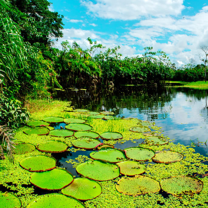 Cruising the Amazon — PacayaSamiria National Reserve Emerging Destinations