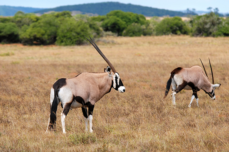 gemsbok oryx gazella