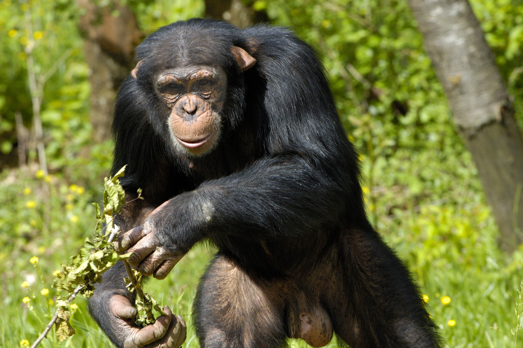 Chimp Research in Kibale Forest National Park. | Emerging Destinations