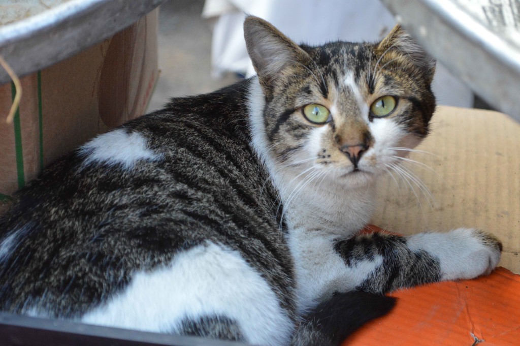 Amman souk cat