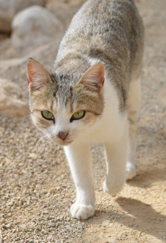 John the Baptist-Jordan River cat