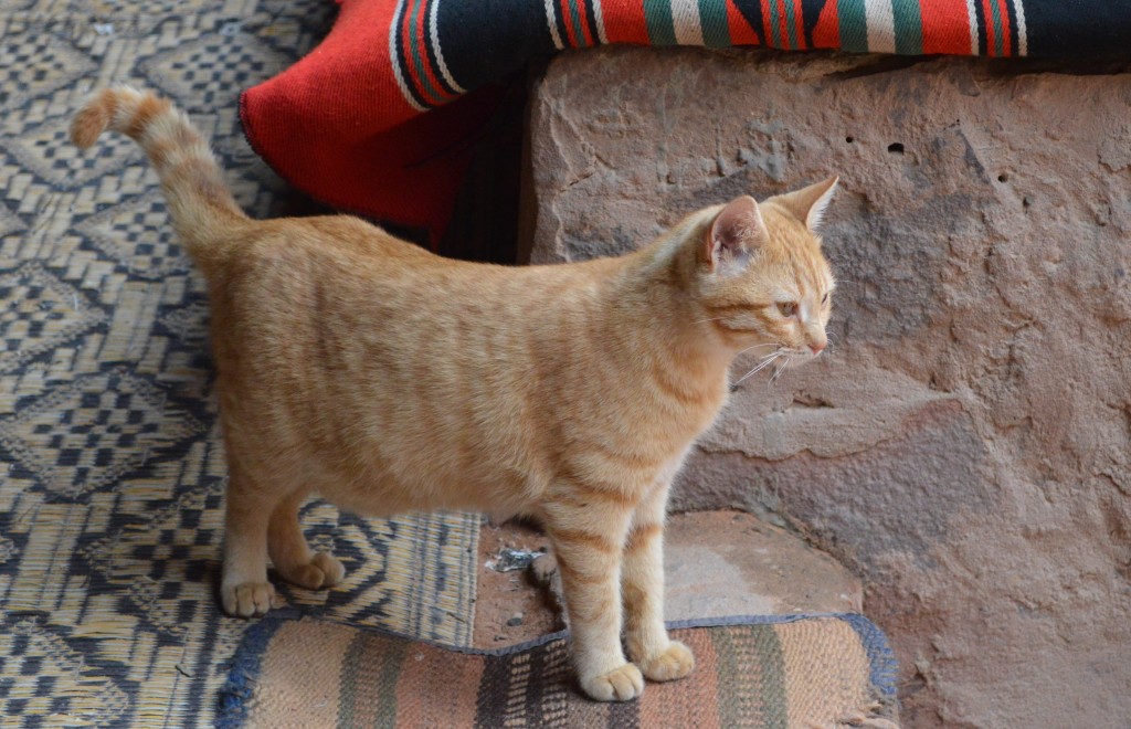 Wadi Rum Bedouin Camp Cat