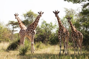 Rothschild's Giraffe  -- Lake Mburo