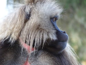 A gelada. Photo by Jane Behrend