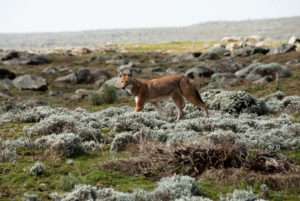 Simien wolf, Ethiopian Highlands