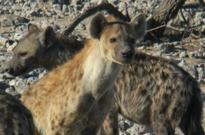 hyenas-at-etosha-namibia-1-by-joe-yogerst