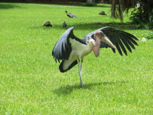 lake-victoria-uganda-5