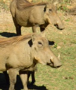 warthogs-at-lower-zambezi-np-zambia-by-joe-yogerst