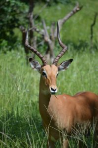 Caprivi-Impala-in-Bwabwata-NP