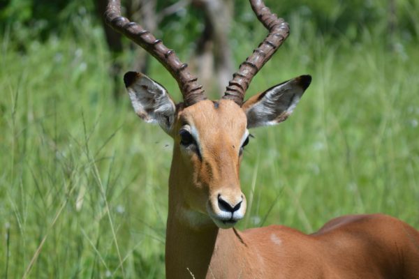 Caprivi-Impala-in-Bwabwata-NP