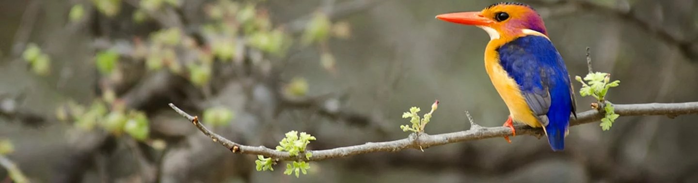 birding-in-the-bush bird watching course