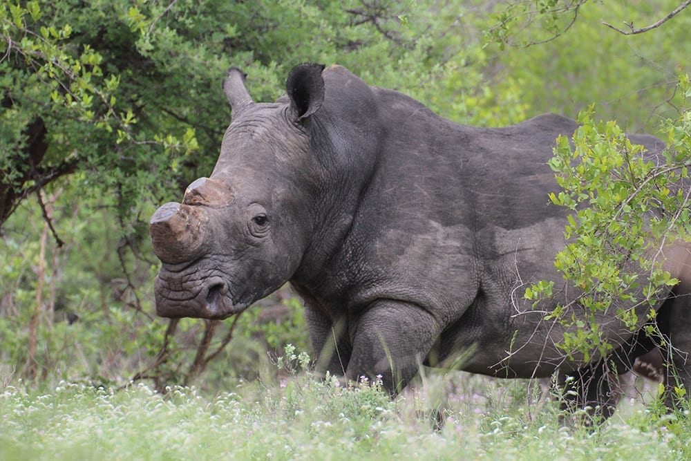 FGASA Field Guide Level 1 NQF2 EcoTraining