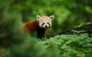 Portrait of a Red Panda