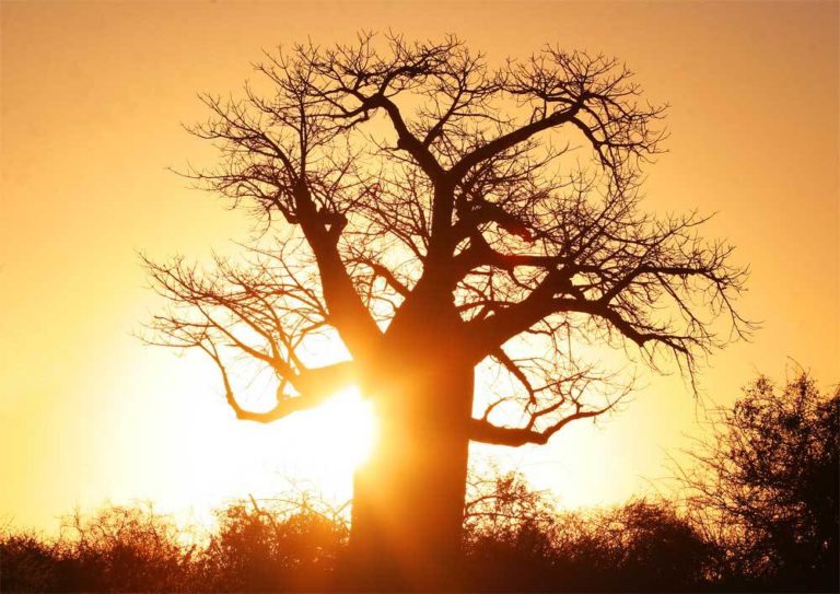 Protecting South Africa’s Precious Trees – Emerging Destinations