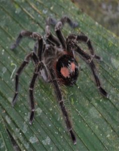 Tarantula. Joe Yogerst