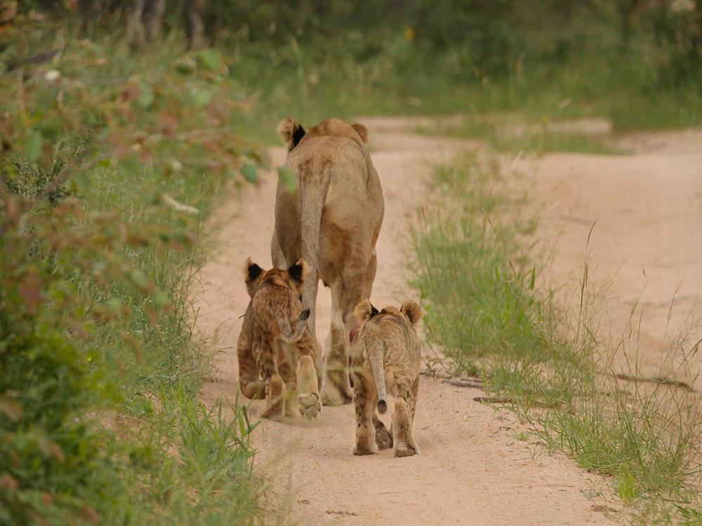 Lions and Leopards and Rhinos, Oh My!