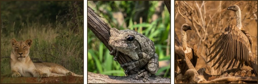 10 Ways to Save Wildlife — And Why We Should Do It!