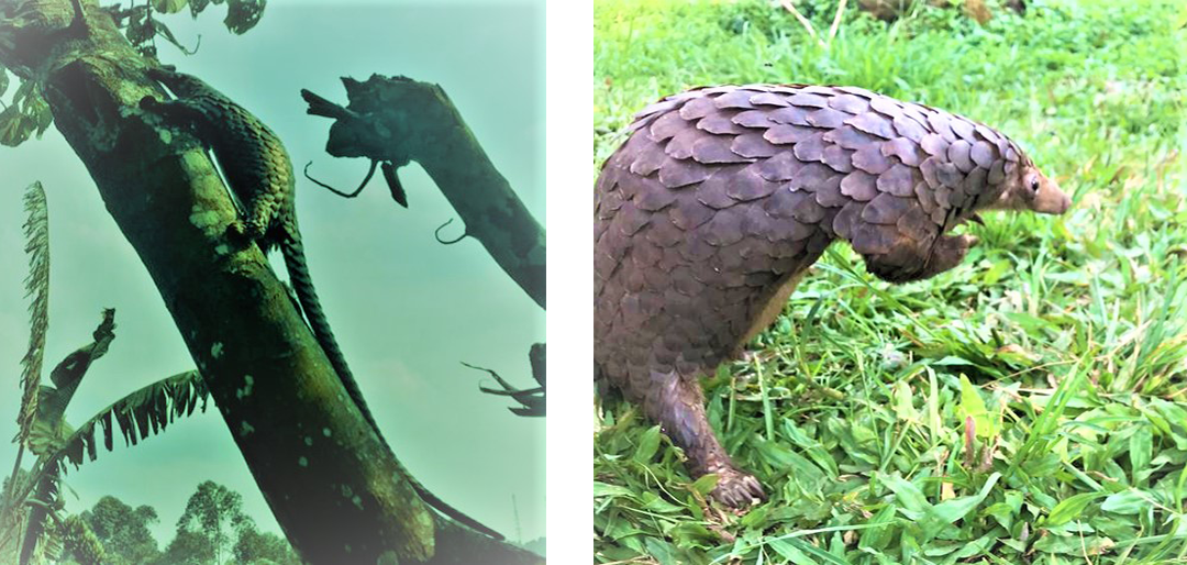 Bwindi’s Batwa Rescue an Endangered Pangolin