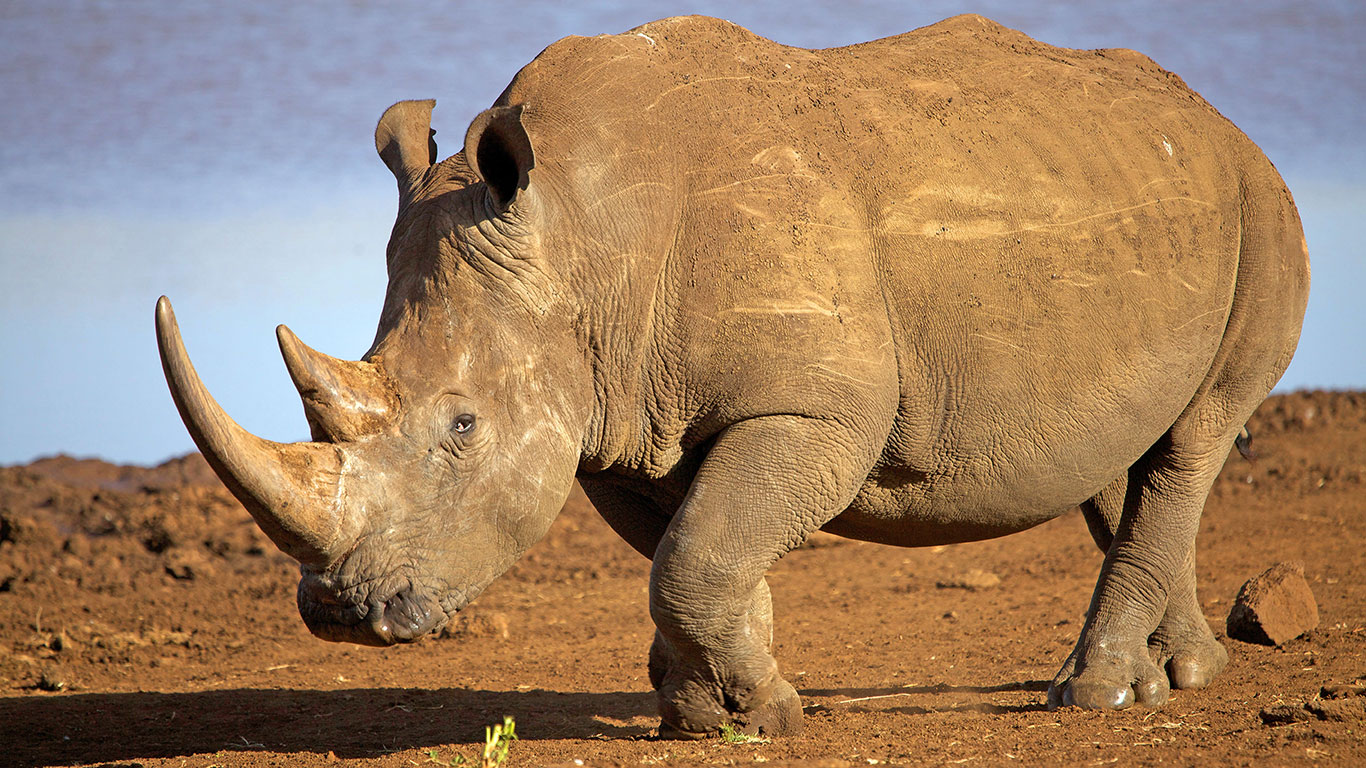 Loisaba Conservancy — Kenya’s Newest Rhino Sanctuary