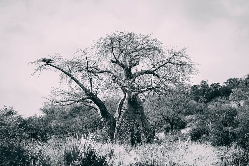 Africa’s Botanical Giant — The Majestic Baobab Tree