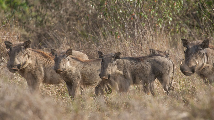 Calling All Warthog Lovers! Elewana Needs You!