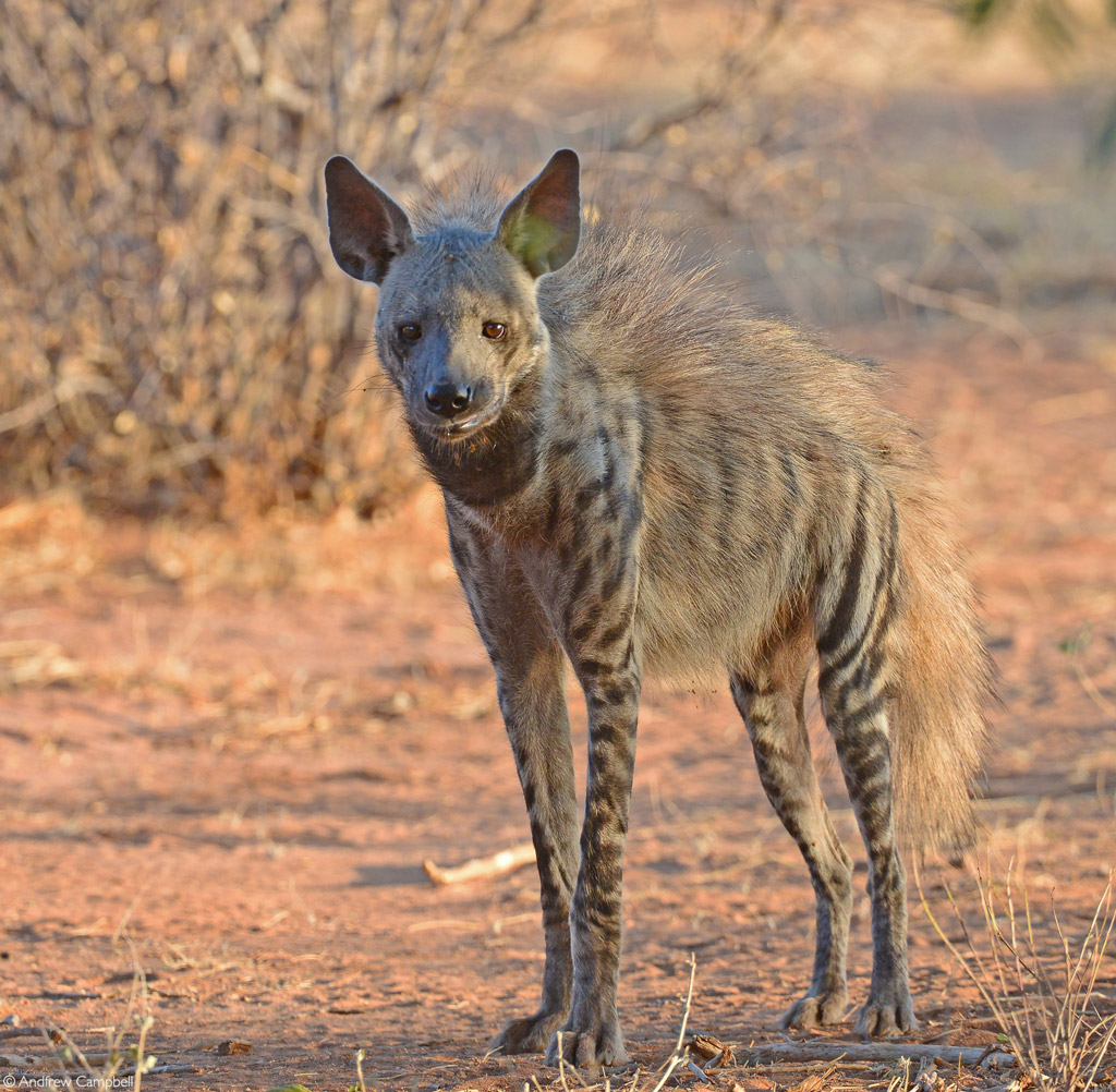 Loving Hyenas | Emerging Destinations