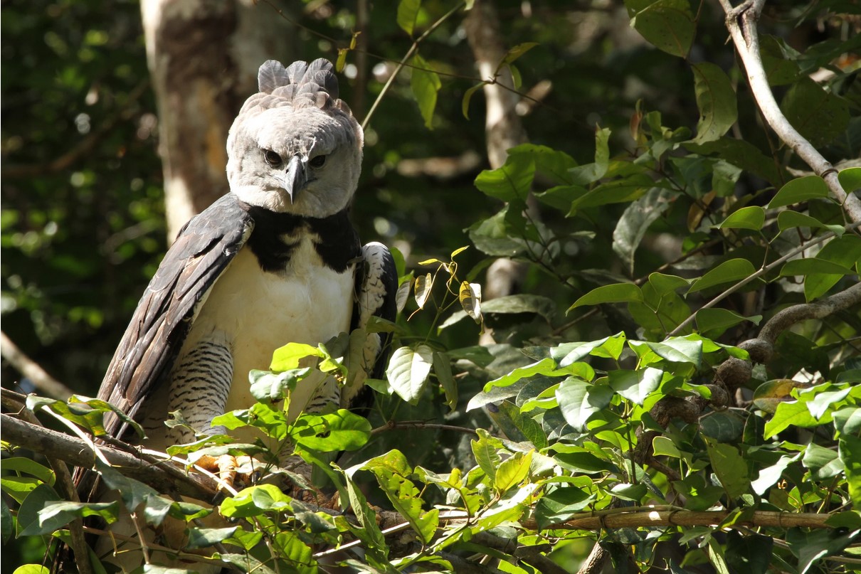 The World’s Coolest Bird: Guyana’s Harpy Eagles | Emerging Destinations