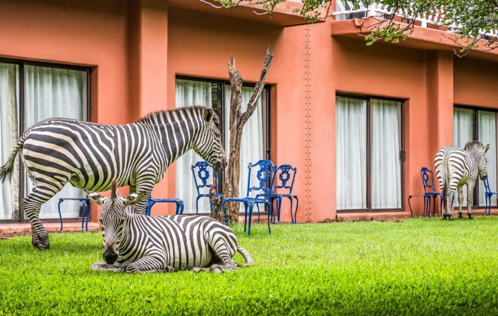 Is That A Zebra Looking Through the Window?