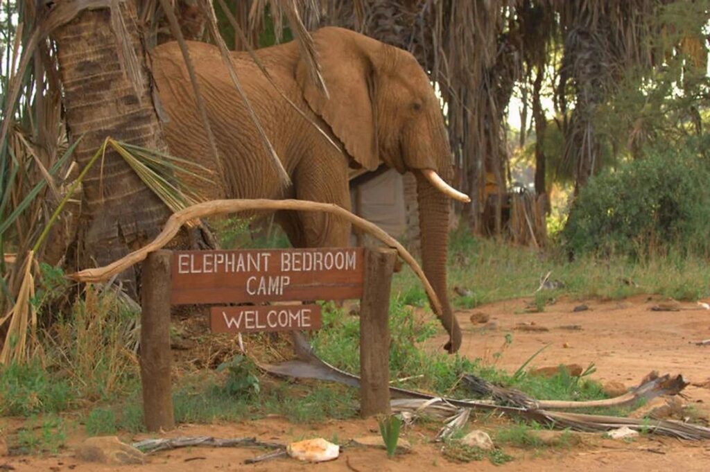 Why Do They Call It Elephant Bedroom Camp?