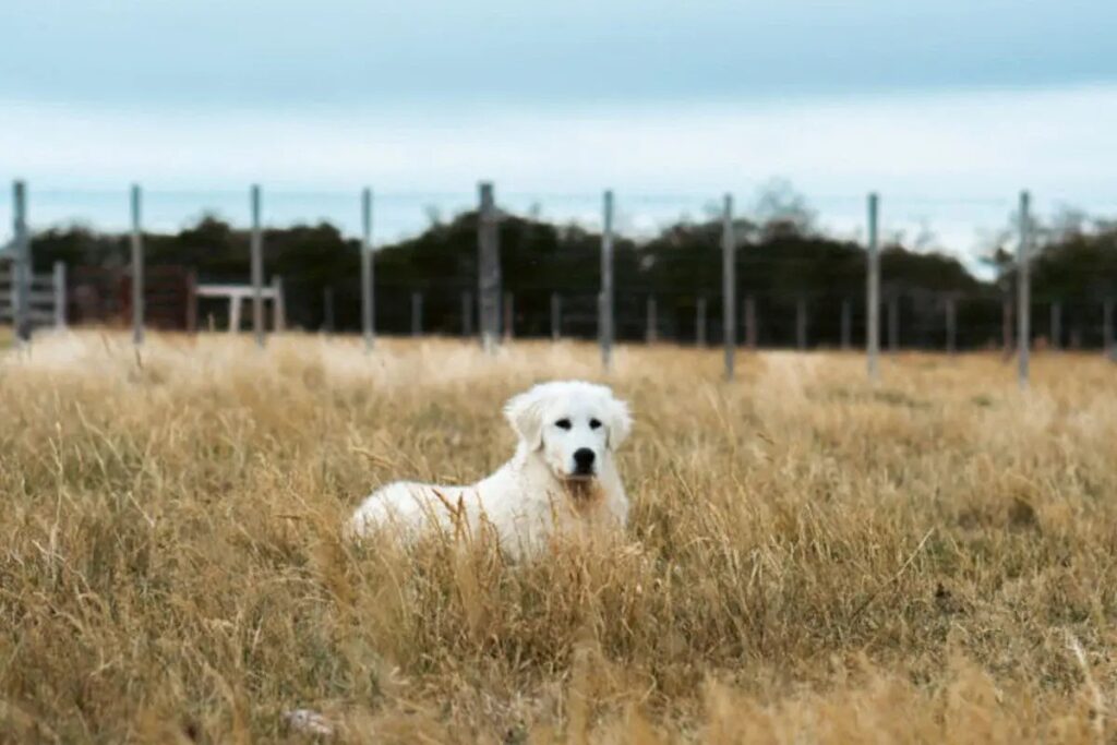 Meet the Maremmas: Guardians of Patagonia