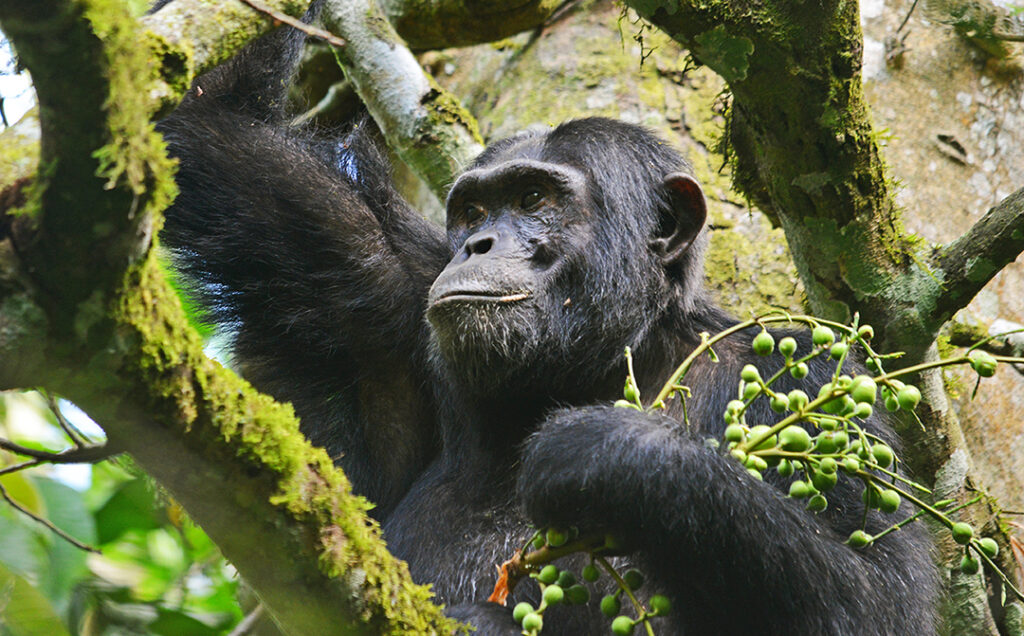 Chimps Ahoy! Uganda's New Primate Haven Is Open For Tourism