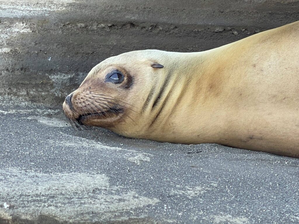 Galapagos: The Perfect Family Vacation