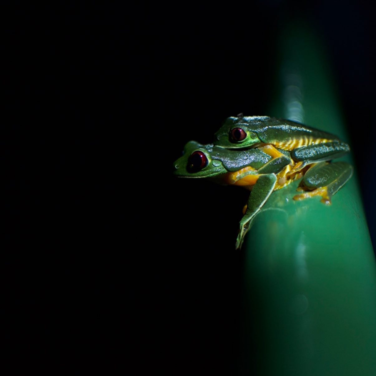 “Pura Vida” — Living the Life in Costa Rica