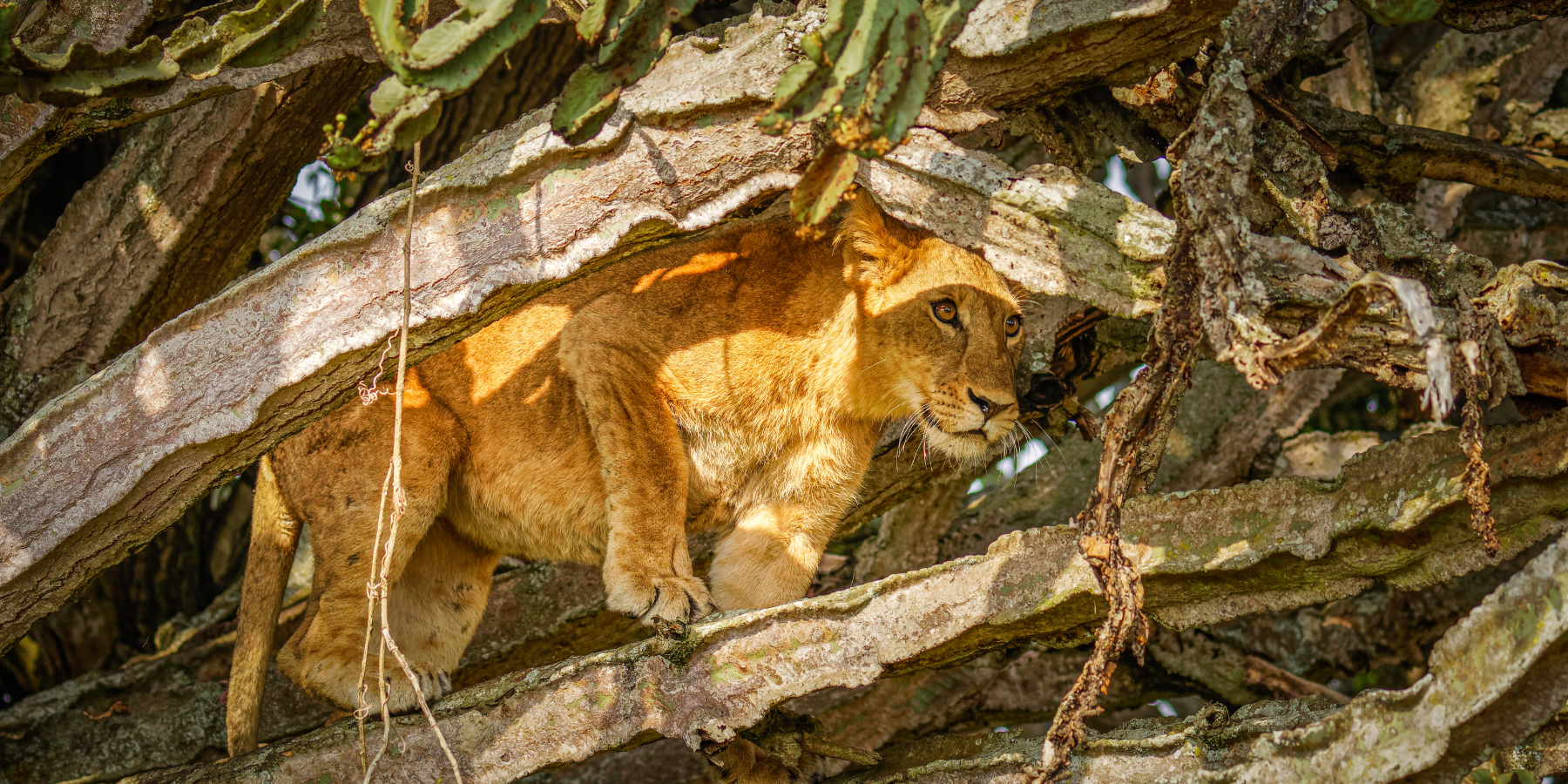 Beyond Gorillas: Discover More in Uganda!