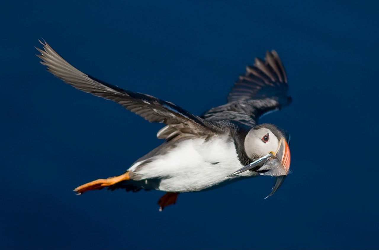 Not Too Late for Early Bird Rates