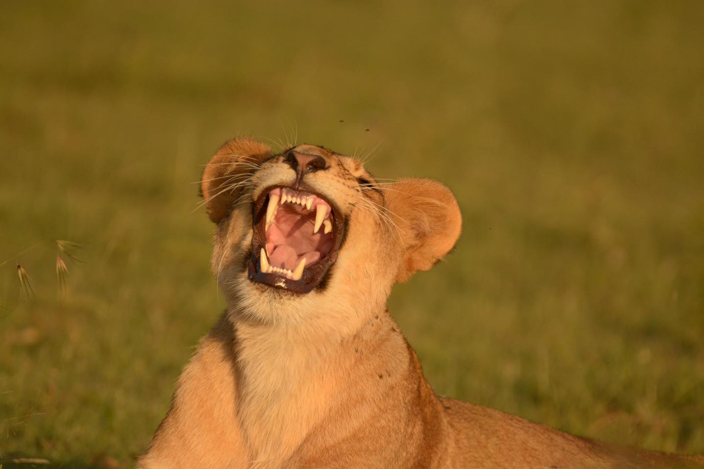 Why Not Take the Kids to Mara Siana