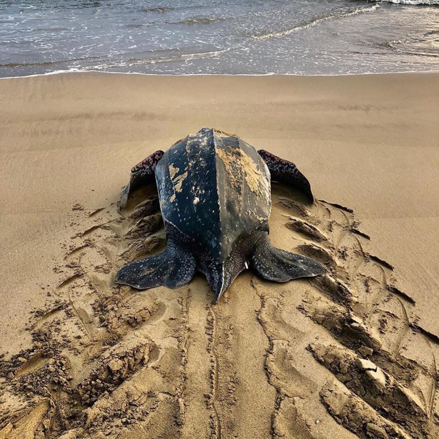 The Ancient Mariners of Bocas del Toro: A Love Letter to Sea Turtles