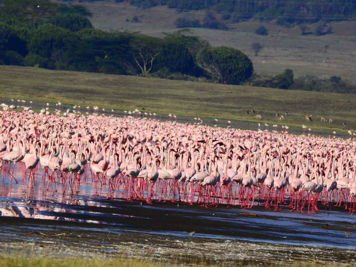 Napping at Lake Nakuru: Mbweha Camp