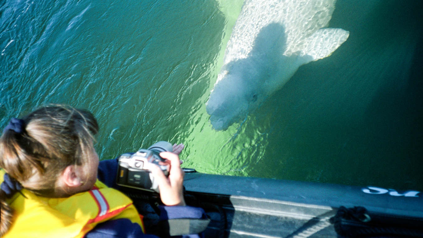 Belugas, Bears and Blooms