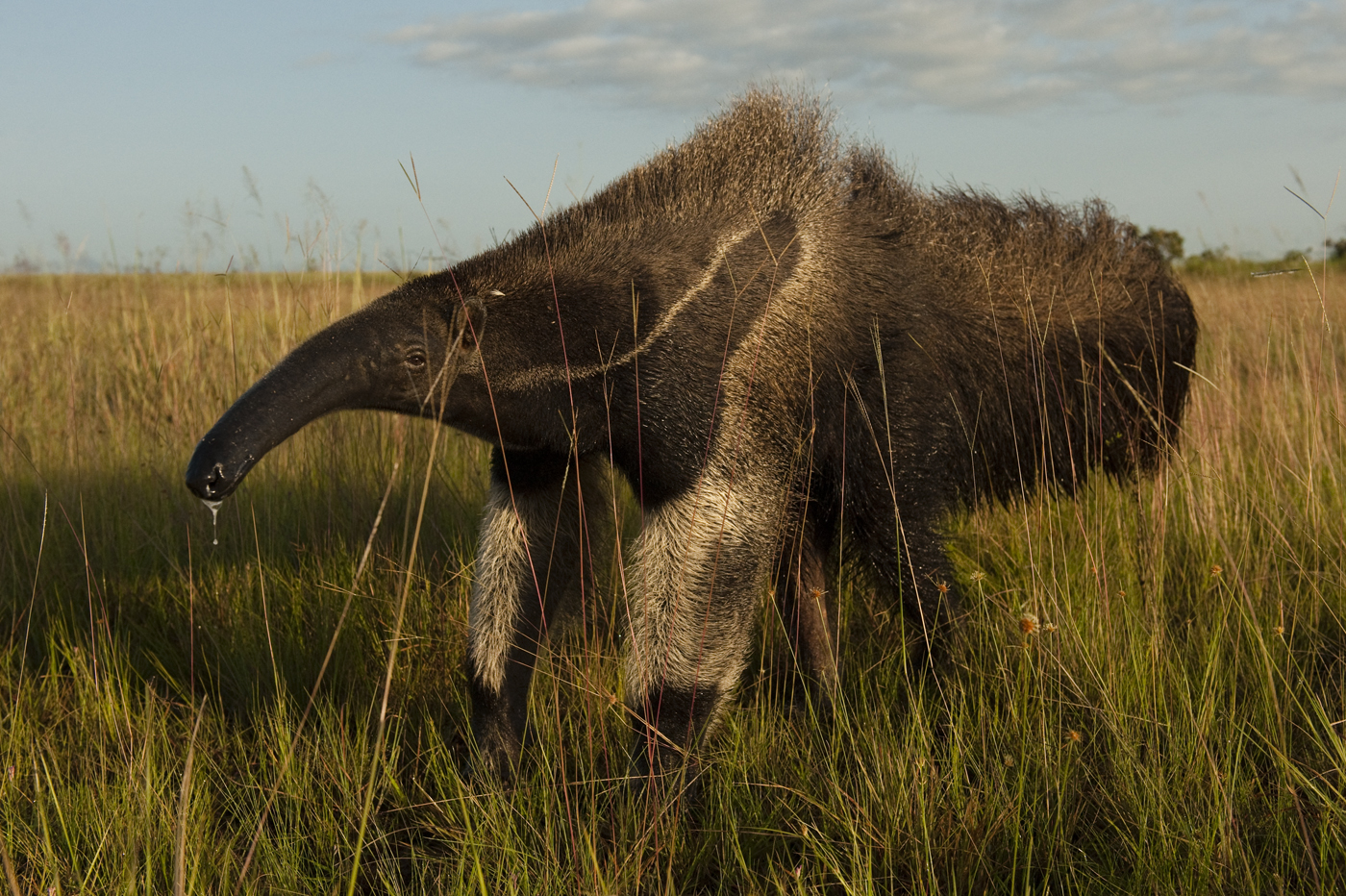 Guyana’s Top Wildlife Encounters