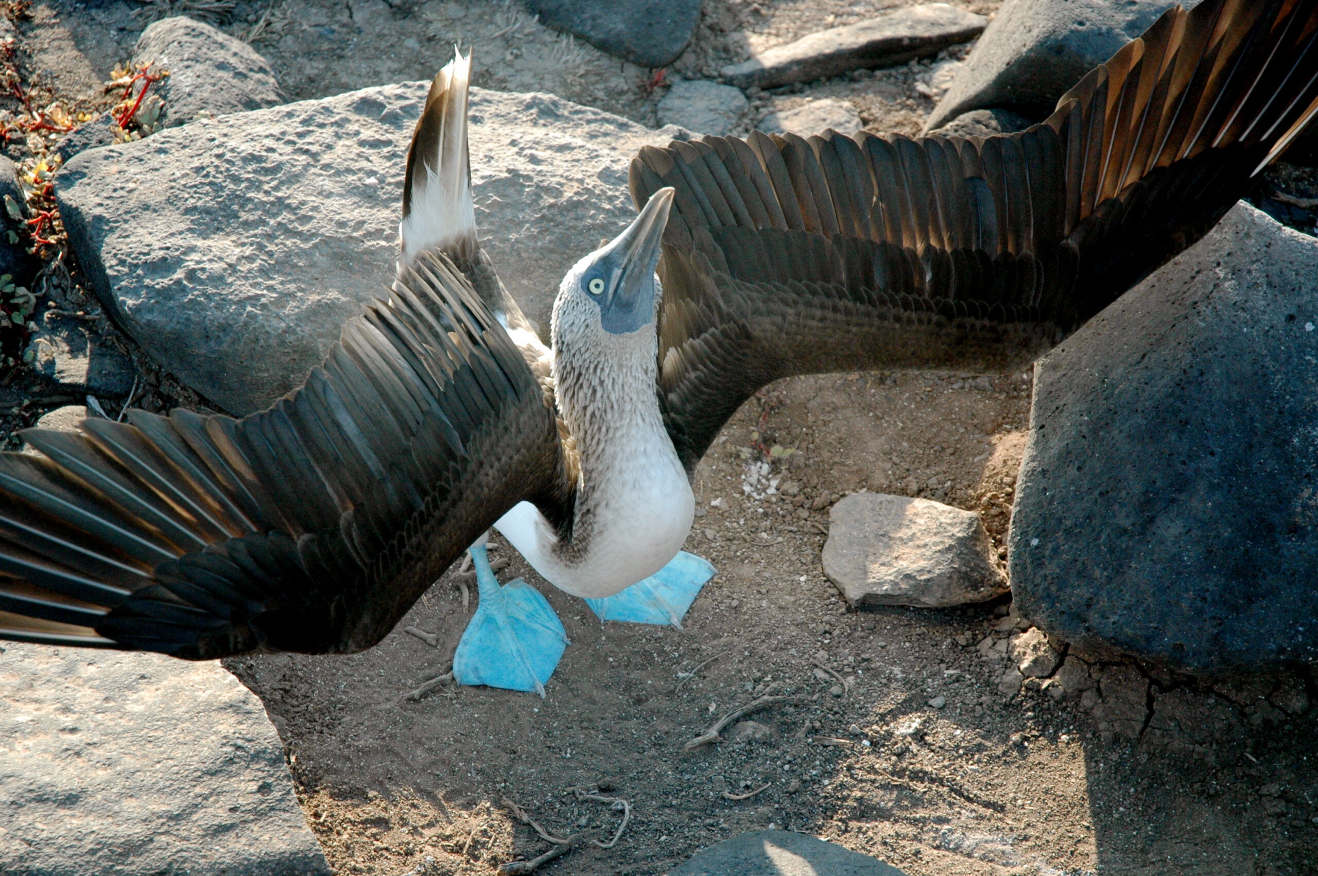 Galapagos Voted World's Most Desirable Region