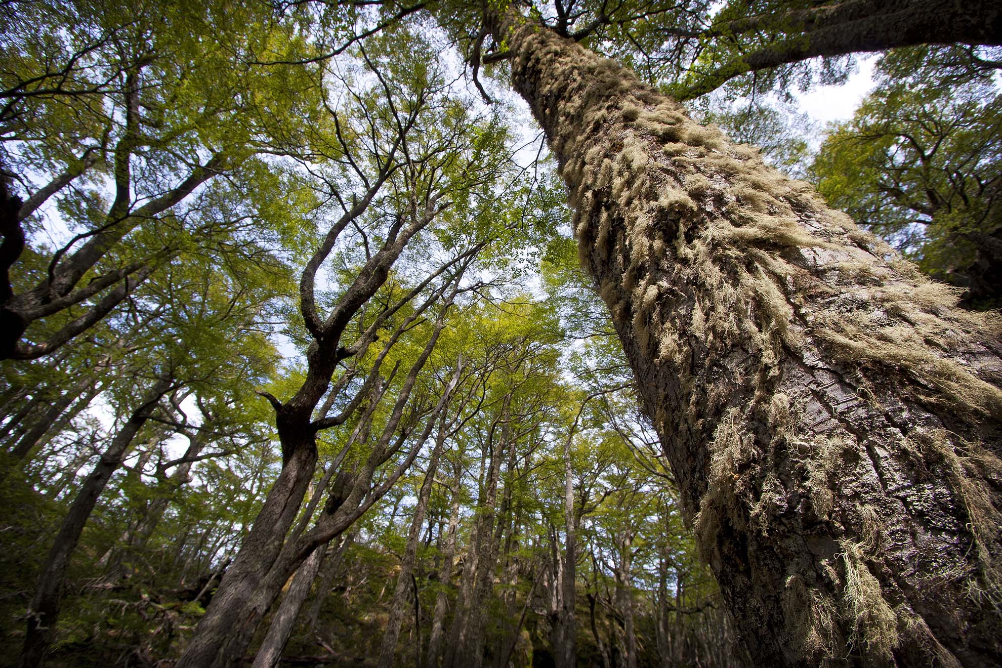 Lingering Among the Lengas — Two Special Las Torres Excursions