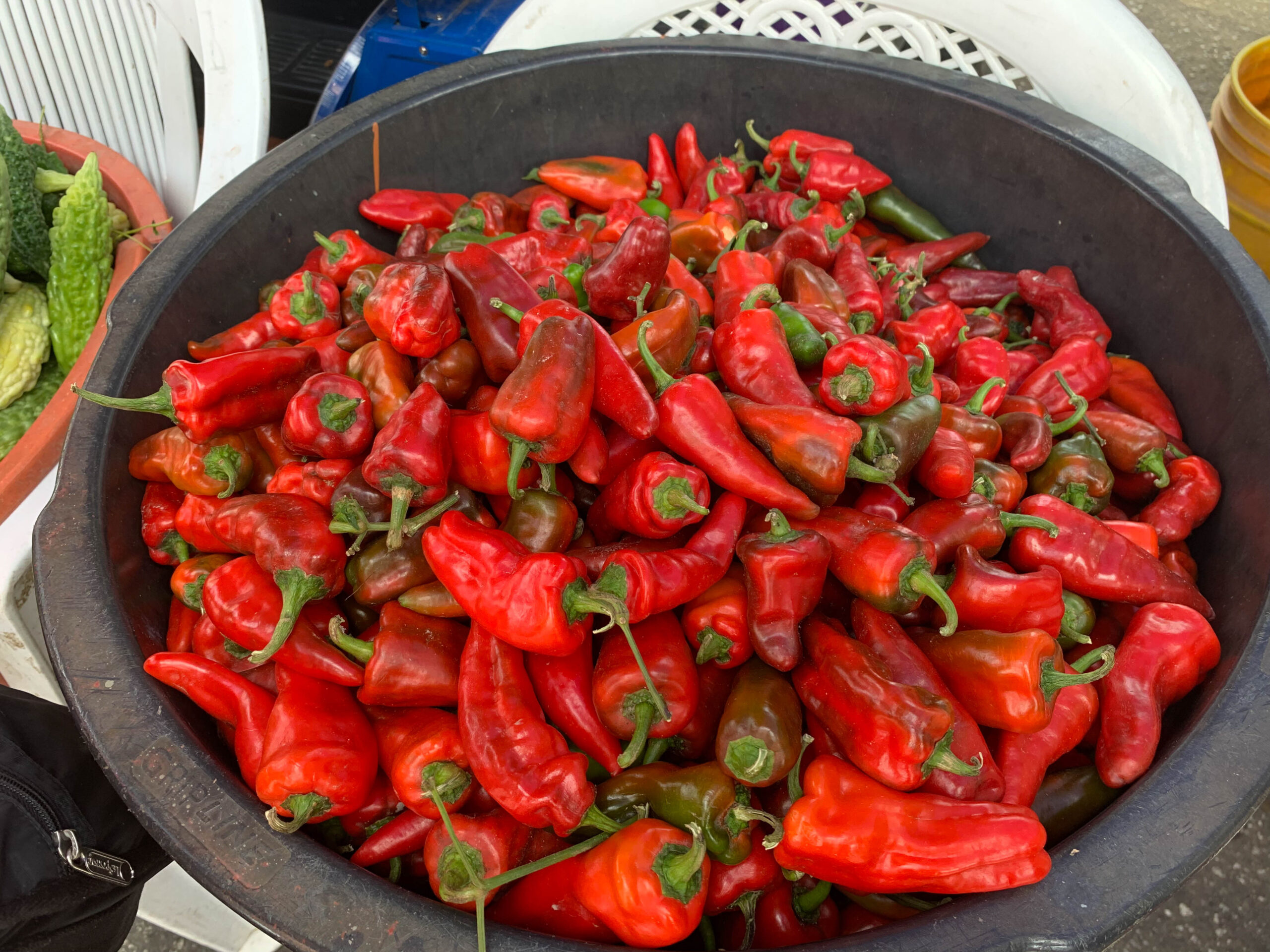 Read All About It! Gordon Ramsay Voyages Deep into the Guyana Rainforest