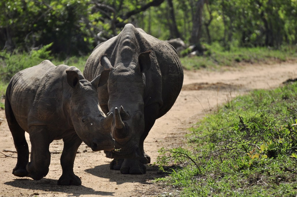 9 Incredible Facts About Rhinos