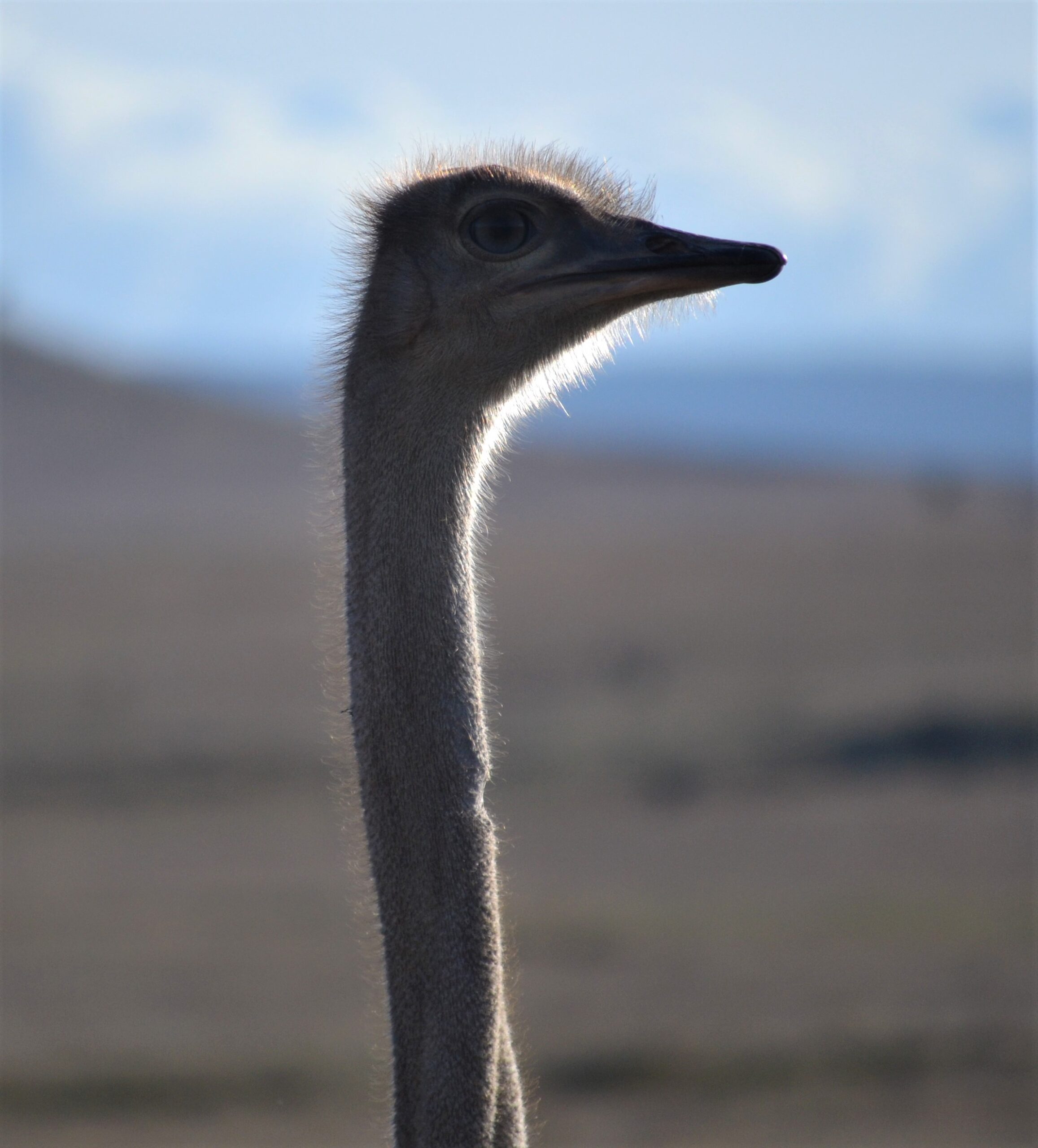 The Northern Five — Kenya’s Alternative Wildlife Bucket List