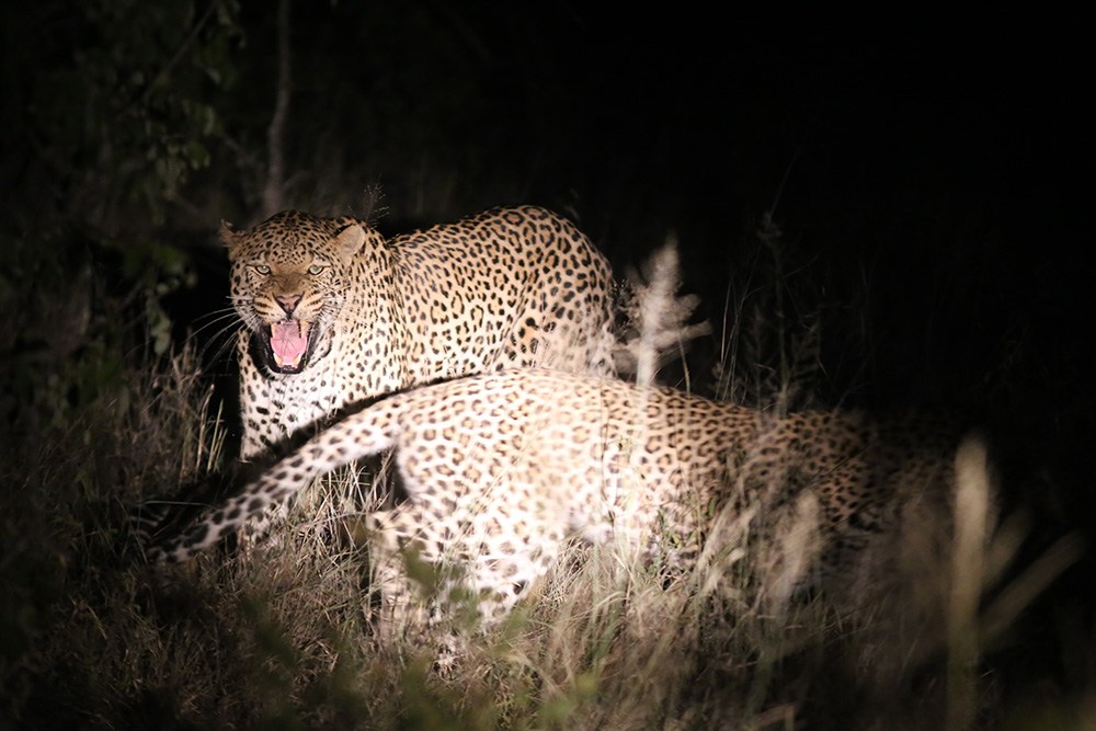 Selati: From Cattle Farm to Game Reserve