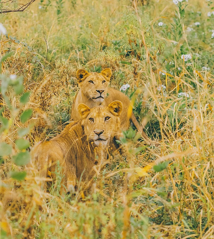 Read All About It: The Story of Elsa