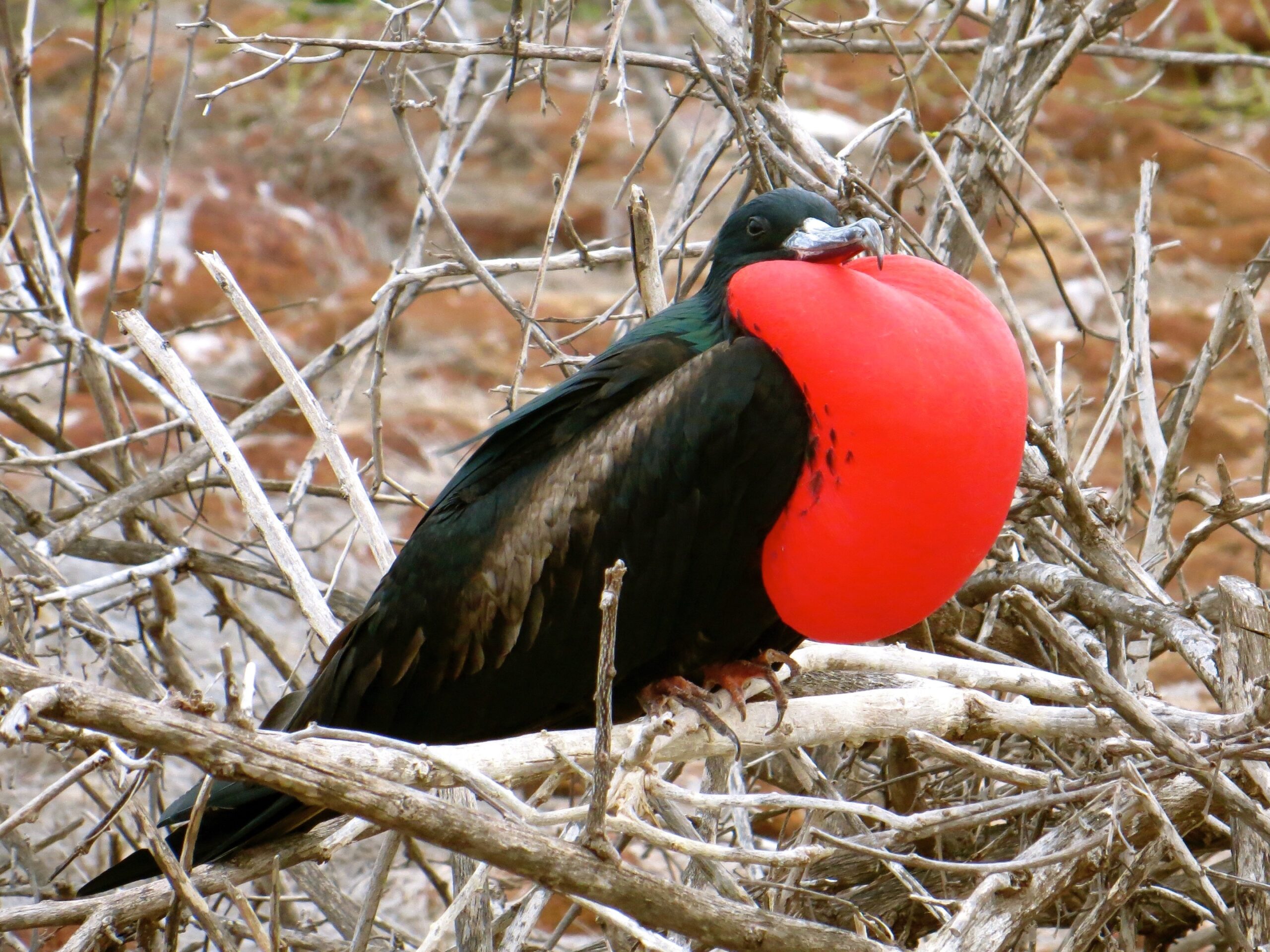 Ecuador — A Paradise for Birdwatching