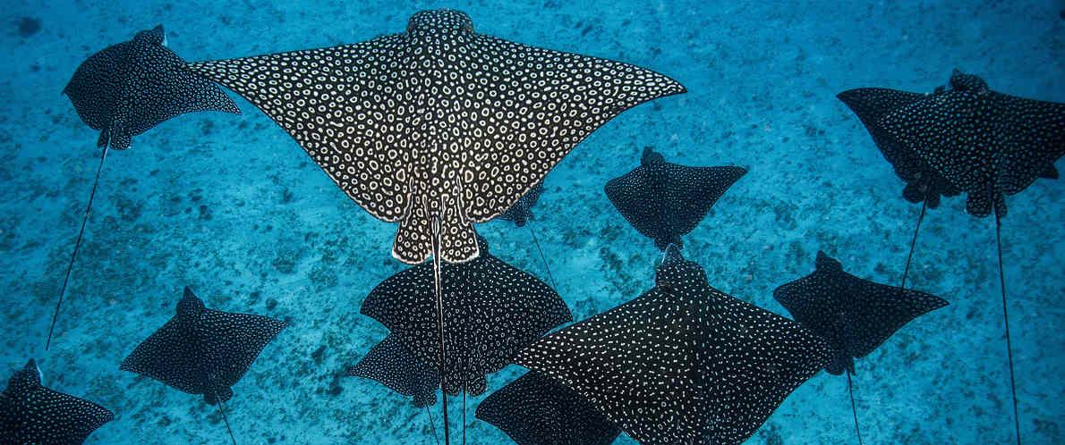 Iceland ProCruises Goes Even Greener