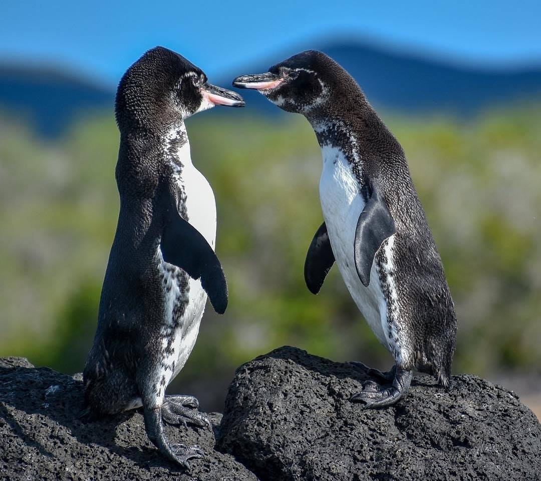 Galapagos Options: One If by Land, Two If by Sea